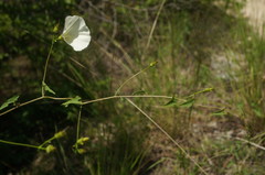 Convolvulus scammonia