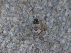 Tetragonoderus latipennis