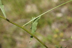 Convolvulus scammonia