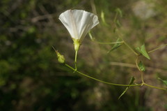 Convolvulus scammonia