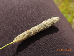 Alopecurus pratensis