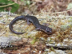 Plethodon wehrlei