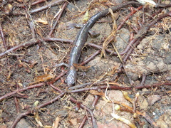 Plethodon wehrlei
