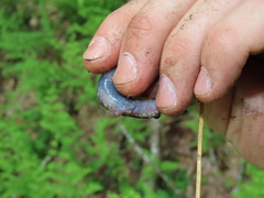 Plethodon wehrlei