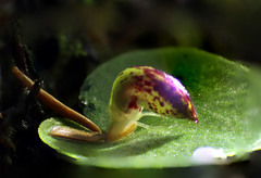 Corybas recurvus