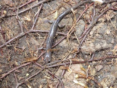 Plethodon wehrlei