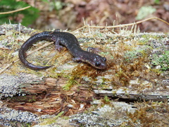 Plethodon wehrlei