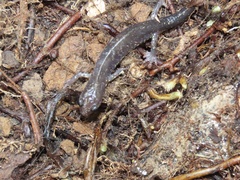 Plethodon wehrlei