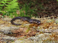 Plethodon wehrlei