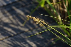 Carex prairea