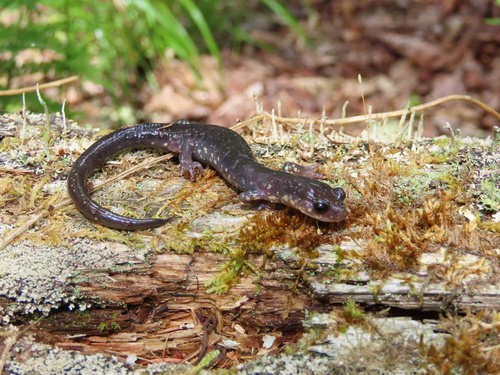 Wehrle's Salamander