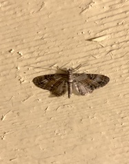 Eupithecia anticaria