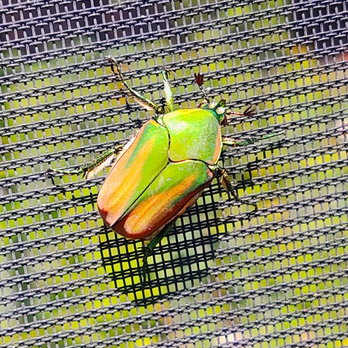 Cotinis mutabilis