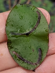 Polypedilum braseniae