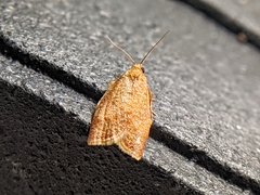 Clepsis consimilana