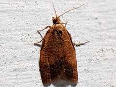 Clepsis consimilana