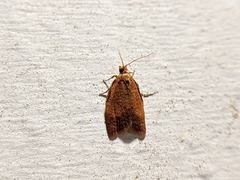 Clepsis consimilana