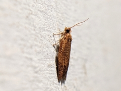 Clepsis consimilana