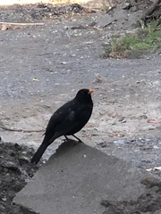 Turdus merula