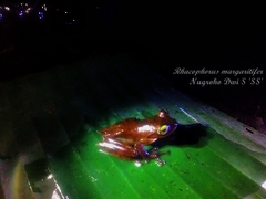 Rhacophorus margaritifer