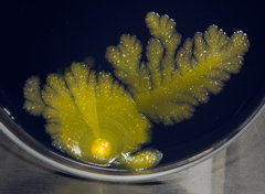 Sphingomonas phyllosphaerae