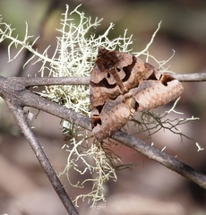 Euclidia ardita