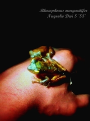 Rhacophorus margaritifer