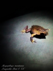 Megophrys montana