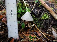 Entoloma canoconicum