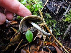 Entoloma canoconicum