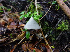 Entoloma canoconicum