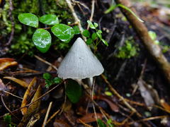 Entoloma canoconicum