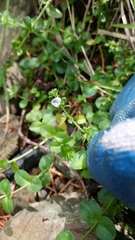 Veronica serpyllifolia serpyllifolia