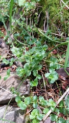 Veronica serpyllifolia serpyllifolia
