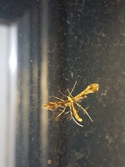 Geina periscelidactylus