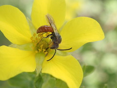 Sphecodes ranunculi