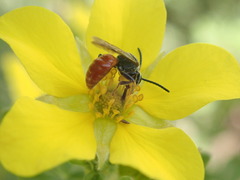 Sphecodes ranunculi