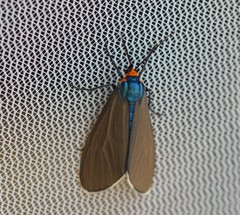 Ctenucha virginica