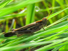 Aiolopus thalassinus