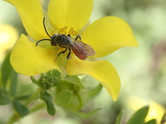 Sphecodes ranunculi