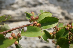 Cotoneaster tauricus