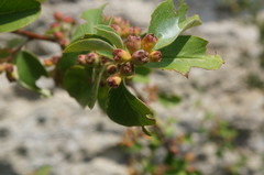 Cotoneaster tauricus