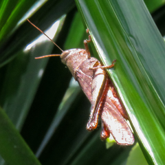 Epistaurus