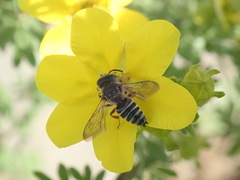 Coelioxys octodentatus