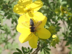 Coelioxys octodentatus
