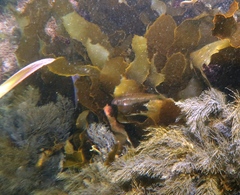Notolabrus parilus