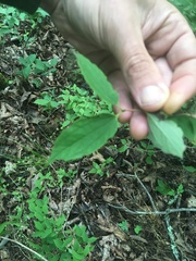 Philadelphus hirsutus