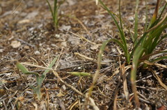 Bolivaria brachyptera