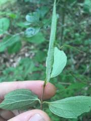 Philadelphus hirsutus