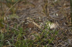 Bolivaria brachyptera